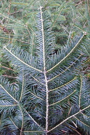 Abies grandis \ Riesen-Tanne, Ksten-Tanne / Grand Fir, D Odenwald, Finkenbach 20.3.2014