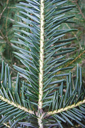 Abies grandis \ Riesen-Tanne, Ksten-Tanne, D Odenwald, Finkenbach 20.3.2014