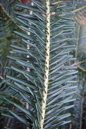 Abies grandis \ Riesen-Tanne, Ksten-Tanne / Grand Fir, D Odenwald, Finkenbach 20.3.2014