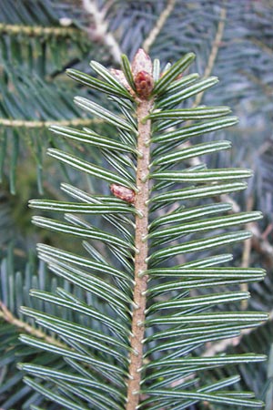 Abies grandis \ Riesen-Tanne, Ksten-Tanne / Grand Fir, D Odenwald, Finkenbach 20.3.2014