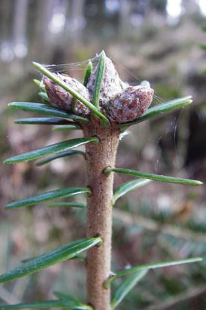 Abies grandis \ Riesen-Tanne, Ksten-Tanne / Grand Fir, D Odenwald, Finkenbach 20.3.2014