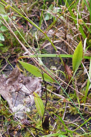 Alisma lanceolatum / Water-Plantain, D Hanhofen 18.9.2014