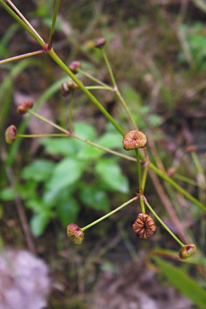 Alisma lanceolatum \ Lanzettblttriger Froschlffel / Water-Plantain, D Hanhofen 18.9.2014