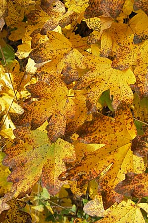 Acer campestre \ Feld-Ahorn / Field Maple, D Neuleiningen 12.10.2008