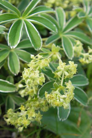 Alchemilla alpigena \ Gefalteter Alpen-Frauenmantel, D Immenstadt 21.6.2011