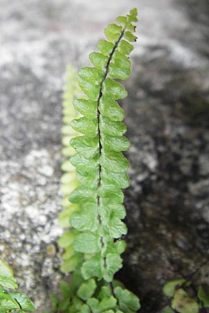 Asplenium trichomanes subsp. hastatum \ Spieblttriger Brauner Streifenfarn, Gehrter Brauner Streifenfarn / Spear-Leaved Spleenwort, D Neckarsteinach 26.7.2011