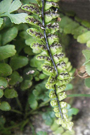 Asplenium trichomanes subsp. hastatum \ Spieblttriger Brauner Streifenfarn, Gehrter Brauner Streifenfarn / Spear-Leaved Spleenwort, D Neckarsteinach 26.7.2011