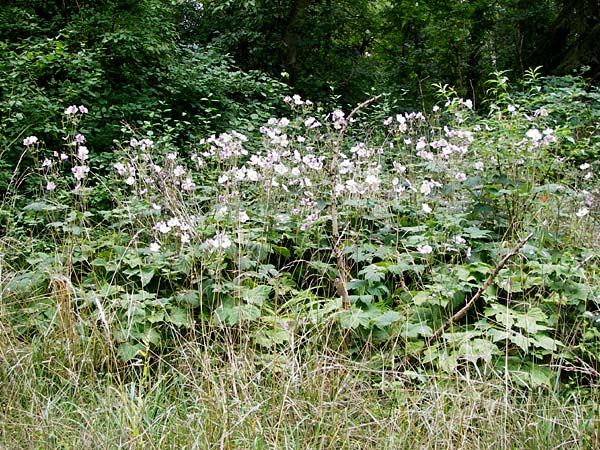 Anemone hupehensis \ Herbst-Anemone / Japanese Thimbleweed, Hupeh Anemone, D Mainz 3.8.2014