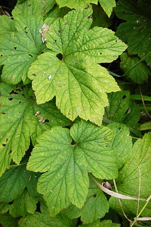 Anemone hupehensis \ Herbst-Anemone / Japanese Thimbleweed, Hupeh Anemone, D Mainz 3.8.2014