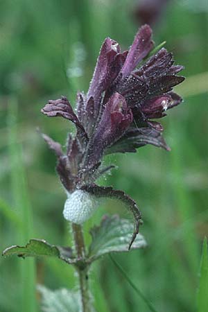 Bartsia alpina \ Alpenhelm / Velvetbells, D Schwarzwald/Black-Forest, Feldberg 1.7.2005