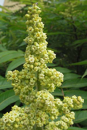 Rhus typhina \ Essigbaum / Stag's-Horn Sumach, D Heidelberg 22.5.2007