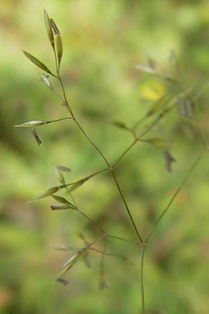 Agrostis gigantea \ Riesen-Straugras, Fiorin-Gras / Black Bentgrass, Redtop, D Brensbach 2.7.2013