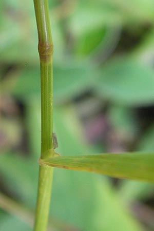 Agrostis gigantea \ Riesen-Straugras, Fiorin-Gras, D Brensbach 2.7.2013