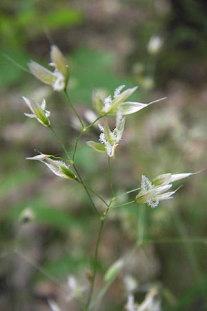 Agrostis gigantea \ Riesen-Straugras, Fiorin-Gras, D Brensbach 2.7.2013