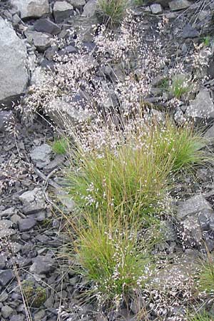 Deschampsia flexuosa \ Draht-Schmiele, D Rhön, Milseburg 6.7.2013