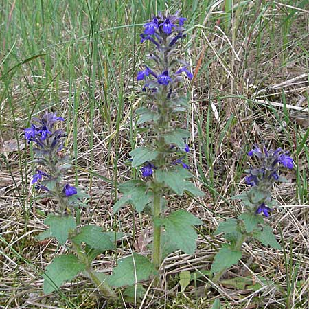 Ajuga genevensis \ Genfer Gnsel, Heide-Gnsel, D Viernheim 24.5.2006