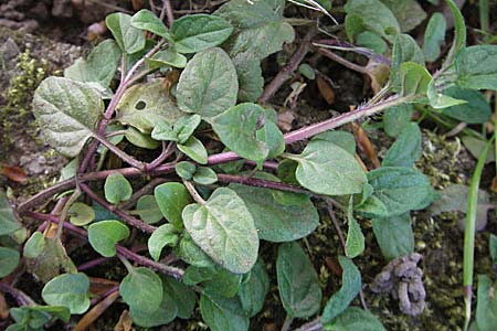 Prunella vulgaris \ Gemeine Braunelle, Kleine Braunelle, D Weinheim an der Bergstraße 19.4.2007