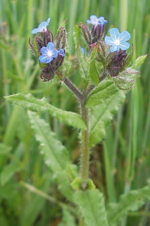 Lycopsis arvensis subsp. arvensis \ Acker-Krummhals, Acker-Ochsenzunge, D Wellheim im Urdonautal 6.6.2012