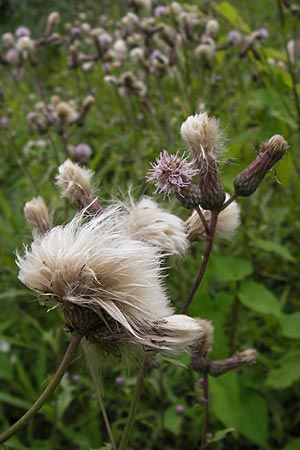 Cirsium arvense / Creeping Thistle, D Eberbach 21.7.2012