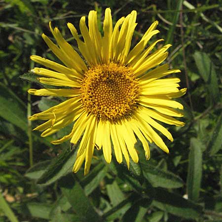 Pentanema hirtum \ Rauer Alant / Hairy Fleabane, D Bensheim 13.6.2006