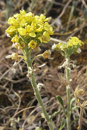 Alyssum montanum subsp. gmelinii \ Gmelins Berg-Steinkraut / Mountain Alison, Mountain Madwort, D Sandhausen 23.4.2007