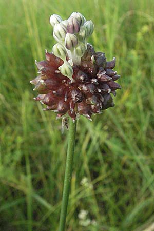 Allium vineale \ Weinberg-Lauch / Wild Onion, D Weinheim an der Bergstraße 14.6.2007