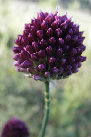 Allium sphaerocephalon \ Kugel-Lauch / Round-Headed Leek, D Sandhausen 19.6.2007