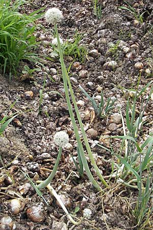 Allium cepa \ Kchen-Zwiebel, Sommer-Zwiebel / Onion, D Groß-Gerau 20.6.2009