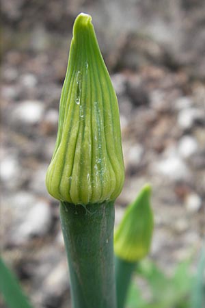 Allium cepa / Onion, D Groß-Gerau 20.6.2009