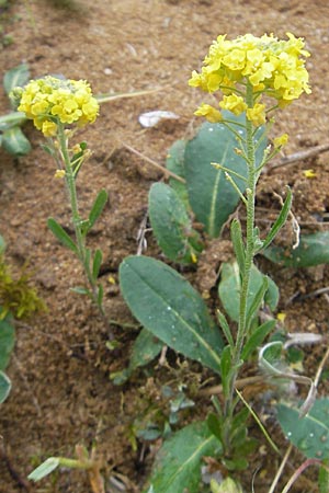 Alyssum montanum subsp. gmelinii \ Gmelins Berg-Steinkraut / Mountain Alison, Mountain Madwort, D Karlstadt 1.5.2010