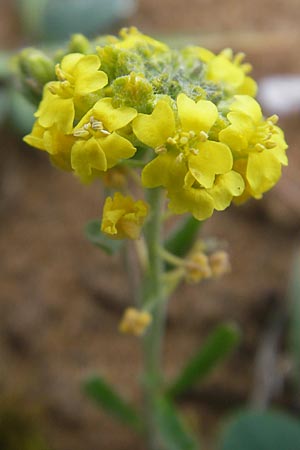 Alyssum montanum subsp. gmelinii \ Gmelins Berg-Steinkraut, D Karlstadt 1.5.2010