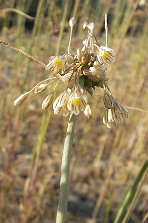Allium oleraceum \ Ross-Lauch / Field Garlic, D Mannheim 9.7.2010