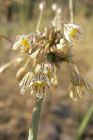 Allium oleraceum \ Ross-Lauch, D Mannheim 9.7.2010