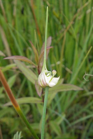 Allium oleraceum \ Ross-Lauch / Field Garlic, D Murnau 20.6.2011