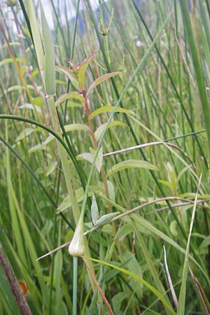 Allium oleraceum \ Ross-Lauch, D Murnau 20.6.2011