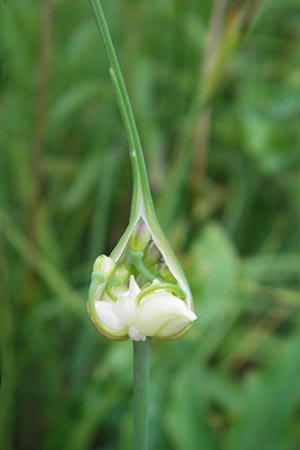 Allium oleraceum \ Ross-Lauch / Field Garlic, D Murnau 20.6.2011