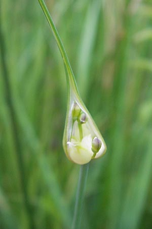 Allium oleraceum \ Ross-Lauch / Field Garlic, D Murnau 20.6.2011