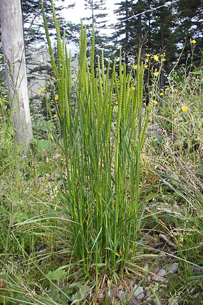 Cynosurus cristatus \ Wiesen-Kammgras, D Immenstadt 21.6.2011