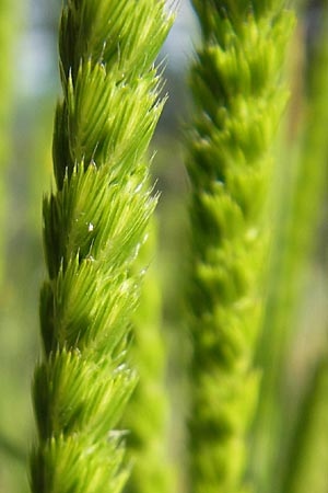 Cynosurus cristatus \ Wiesen-Kammgras, D Immenstadt 21.6.2011