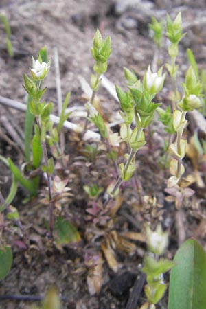 Arenaria leptoclados / Lesser Thyme-Leaved Sandwort, D Schwetzingen 14.4.2012