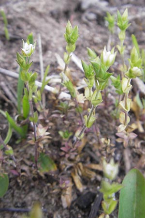 Arenaria leptoclados \ Dnnstngeliges Sandkraut / Lesser Thyme-Leaved Sandwort, D Schwetzingen 14.4.2012