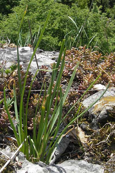 Allium senescens subsp. montanum \ Berg-Lauch, D Franken Weismain 18.5.2012