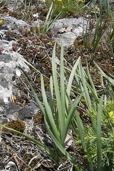 Allium senescens subsp. montanum \ Berg-Lauch, D Franken Weismain 18.5.2012