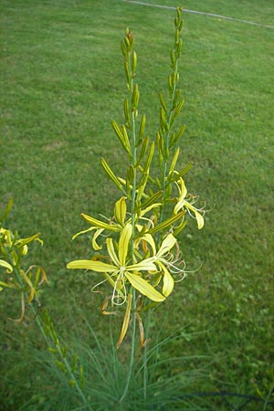 Asphodeline liburnica \ Liburnische Junkerlilie, D  23.6.2012