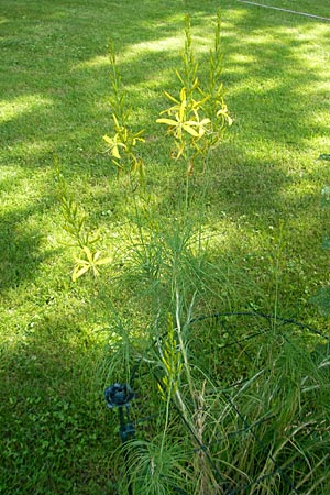 Asphodeline liburnica \ Liburnische Junkerlilie / Lesser Yellow Asphodel, Jacob's Rod, D  23.6.2012