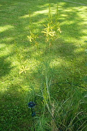 Asphodeline liburnica \ Liburnische Junkerlilie, D  23.6.2012