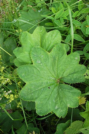 Alchemilla glabra ? \ Kahler Frauenmantel / Smooth Lady's Mantle, D Rhön, Wasserkuppe 6.7.2013