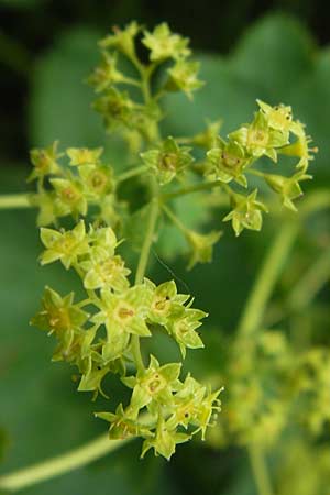 Alchemilla glabra ? \ Kahler Frauenmantel / Smooth Lady's Mantle, D Rhön, Wasserkuppe 6.7.2013