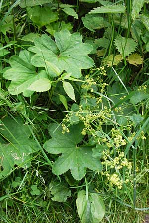 Alchemilla glabra ? \ Kahler Frauenmantel, D Rhön, Wasserkuppe 6.7.2013