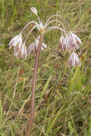 Allium oleraceum \ Ross-Lauch / Field Garlic, D Wanfried 3.8.2013